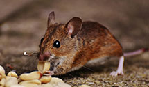 24 Hour & Emergency Exterminators in Jordan, WI